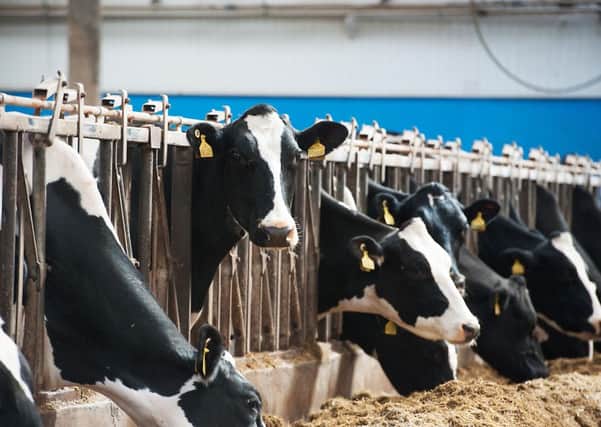 Latest figures show no change in the number of dairy herds in Scotland. Picture: John Devlin