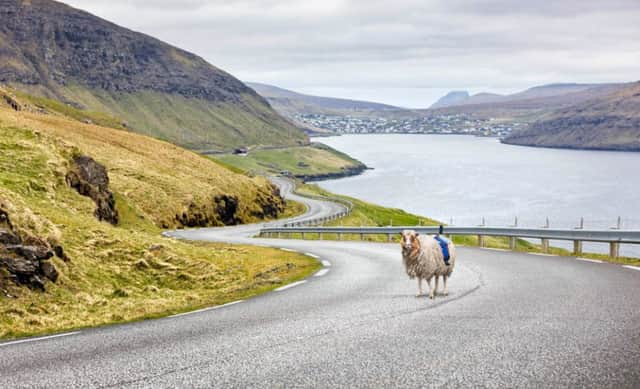 A Sheep with a camera fitted to its back in the Faroe Islands. Picture: Visit Faroe Islands