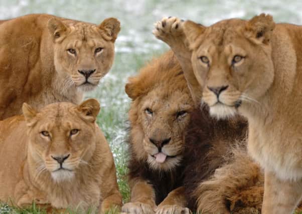 The lion pride at Blair Drummond Safari Park near Stirling. Picture: TSPL