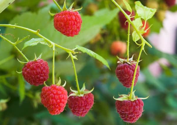 Projects included the latest work on raspberry research. Picture: Getty Images/iStockphoto