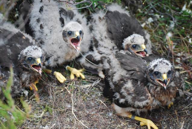 The four hen harrier chicks who have hatched on a nest in the Cairngorms are delighting Scotlands conservationists. Picture: Saltire News and Sport