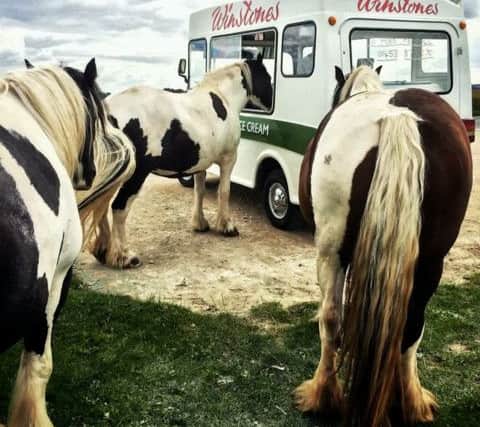 It's not the first time the horses have queued for an ice cream. Picture: SWNS