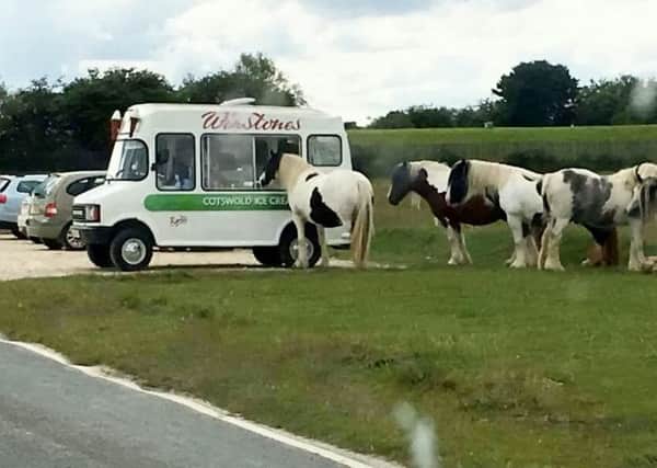 Even horses need to cool down in the heat. Picture: SWNS