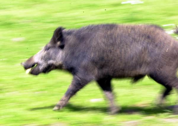 Wild boar are flourishing in Scotland, so much so that they are threatening crops and farms. Picture: Allan Milligan