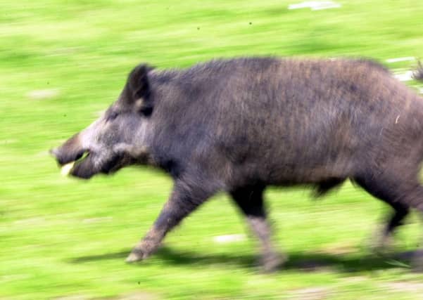 Wild boar are flourishing in Scotland, so much so that they are threatening crops and farms. Picture: Allan Milligan