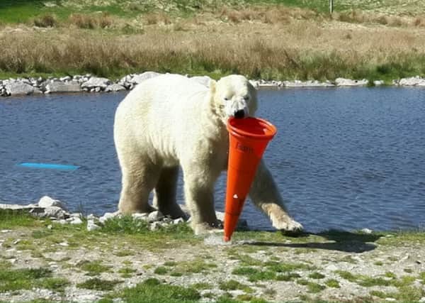 Polar bears at a the Highland Wildlife Park near Kingussie make the most of the hot weather. Picture: SWNS