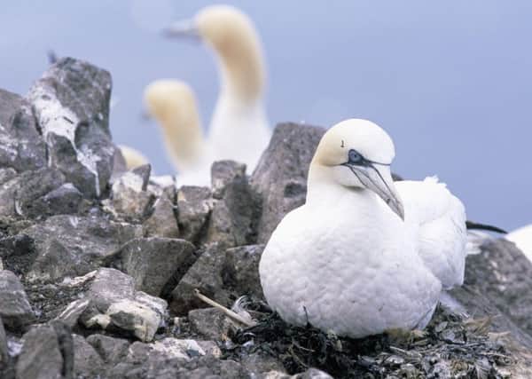RSPB Scotland said the impact on globally important seabirds would be too great. Picture: ImageFlow