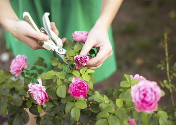 Deadheading will pay dividends in the garden as summer fades. Picture: Getty Images/iStockphoto