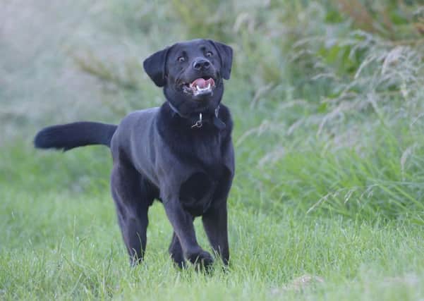 Pet owners are being warned of the dangers of giving their dogs ham bone treats after one dog was killed and another seriously injured. Picture: TSPL