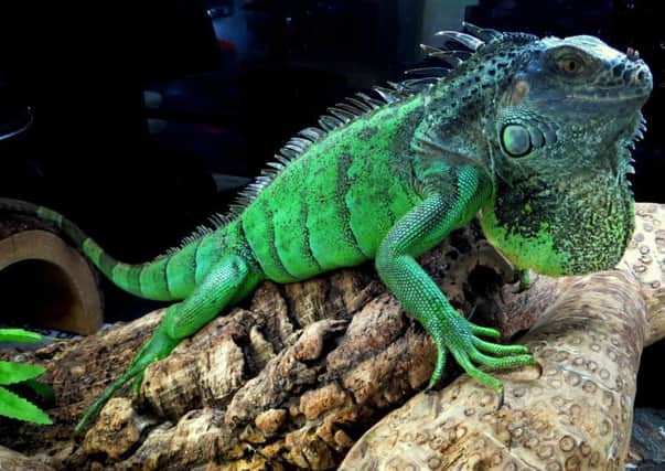 Brian the very striking green iguana is looking for a home. Picture: SSPCA