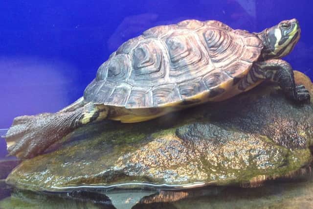 Ariel the Terrapin is also looking for a home. Picture: SSPCA