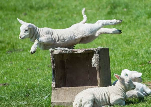 The project aims to improve lamb survival rates by 5%. Picture: Ian Georgeson