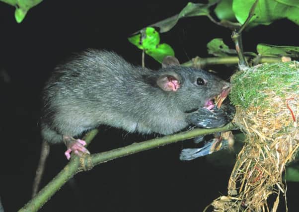 Rats compete for food with native New Zealand species. Picture: AP