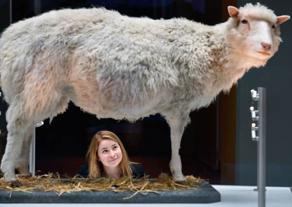 Dolly the Sheep has been preserved and is on show at the National Museum of Scotland in Edinburgh. Picture: Jeff J Mitchell/Getty