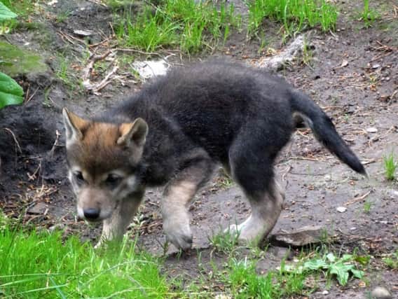 The seven cubs are slowly starting to venture from their den and explore their 4,500 square metre enclosure. Picture: Contributed
