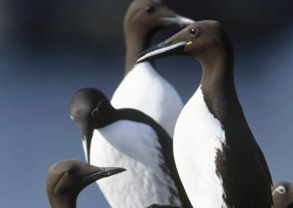 The ringed guillemot was found on the Isle of Canna. Picture: Contributed