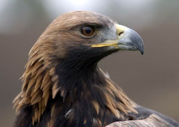 Funding boost aims to increase golden eagle numbers in Scotland. Picture: Jane Barlow/TSPL