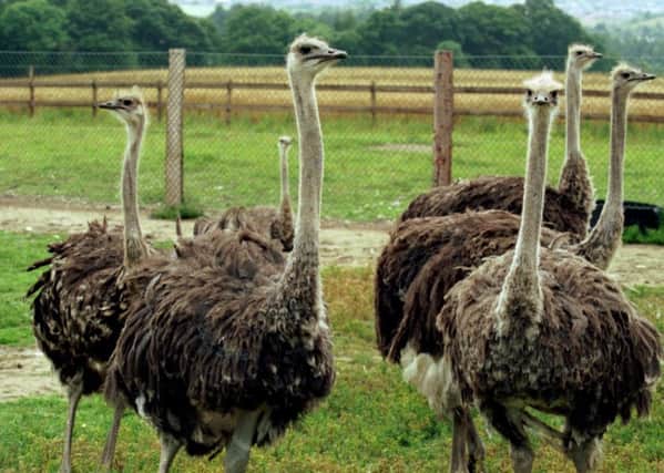 Ostriches are on the loose in Ayrshire village of Patna. Picture: Michael Urban/AFP/Getty Images
