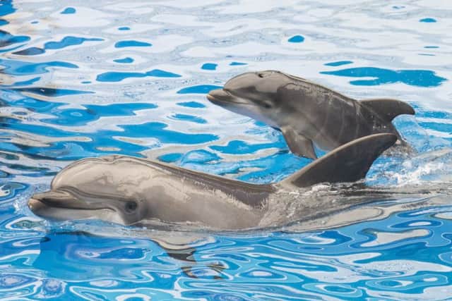 Filtered water allows dolphins to swim in a clean environment. Picture: Getty Images