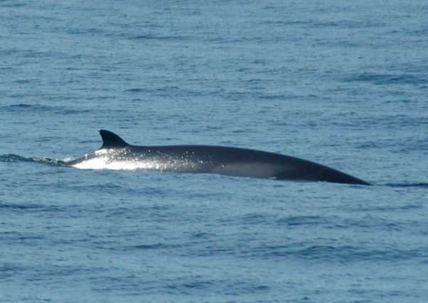 Marine mammals, like minke whales, play a vital role in ecosystems. Picture: SWNS