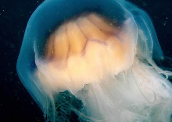 The Lion's Mane jellyfish has been reported in Scotland. Picture: PA/Greenpeace/Gavin Newman.