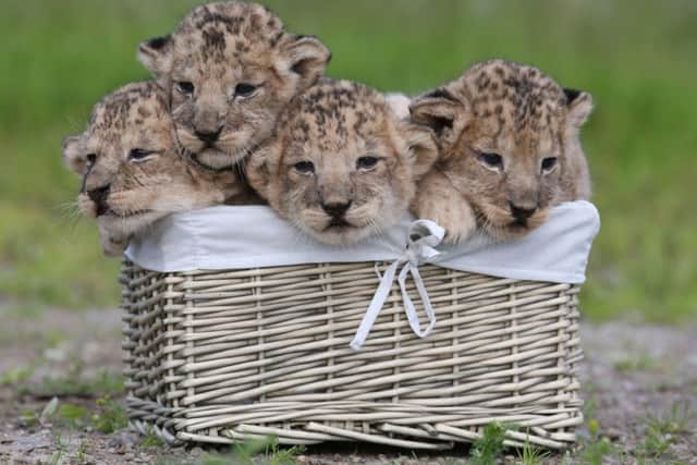 The four lion cubs at Blaire Drummon Safari Park. Picture: Andrew Milligan/PA Wire