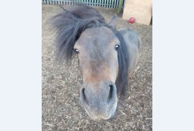 Mocha the Shetland pony. Picture: SWNS