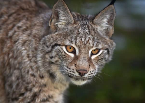 A lynx at Highland Wildlife Park in Kincraig. Picture: Jeff J Mitchell/Getty