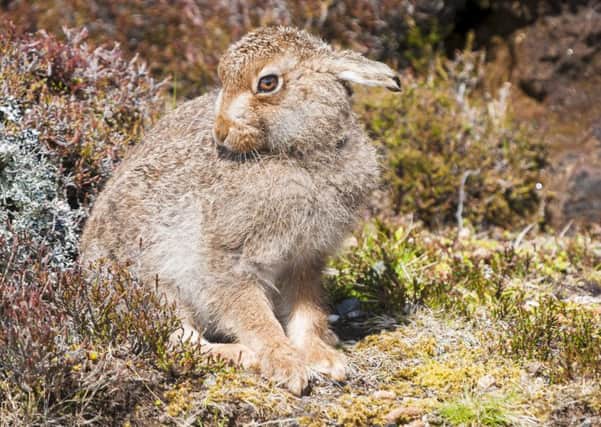 A mountain hare at Glen Kyllachy. Picture: Getty Imaes/ iStockphoto credit