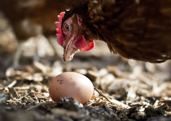 The FSA is set to declare eggs safe. Picture: Victoria Bonn-Meuser/AFP/Getty Images
