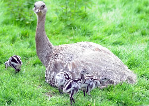 A adult rhea, like the one pictured with its chicks, is still on the run in Ayrshire. Picture: Lisa Ferguson