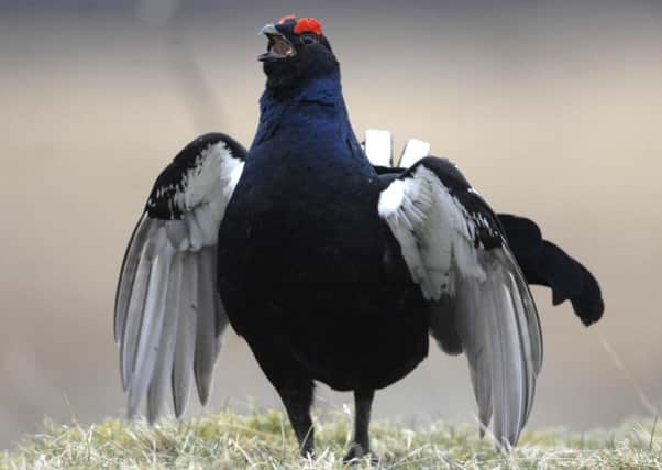 Numbers of Black Grouse are struggling though the Scottish Borders and Dumfries and Galloway. Picture: Ian Rutherford