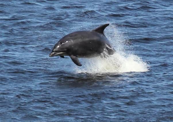 The home ranges and mobility of dolphins varies widely between their communities. Picture: Contributed