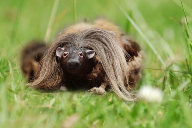 The legendary wild haggis is a popular myth. Picture: CC