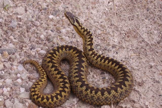 Adders (pictured) can be found in remote areas around Scotland. Picture: Wikimedia/Creative Commons