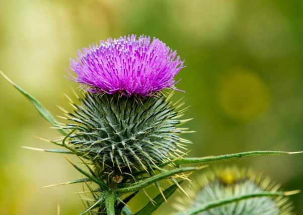 There are around 20 species of thistle in the UK. Picture: Ian Georgeson