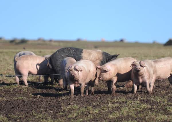 The pig sector is in a healthy state, helped by the weak pound. Picture: Kimberley Powell