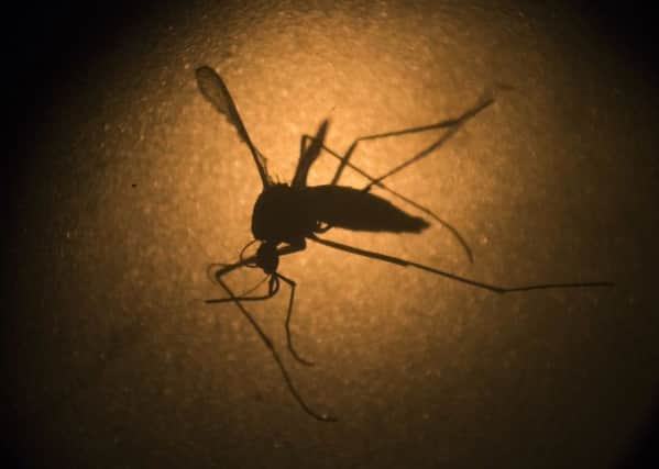 The mosquito that spreads the virus is not found in the UK and would not be able to establish in Scotland because of the climate, the Scottish government said. (AP Photo/Felipe Dana, File)