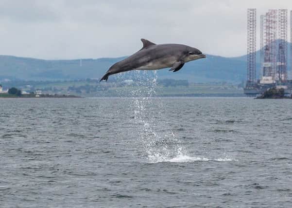 Bottlenose dolphin spectacularly jumps in the waters of the Cromarty Firth. Picture: Eco-Ventures/SWNS