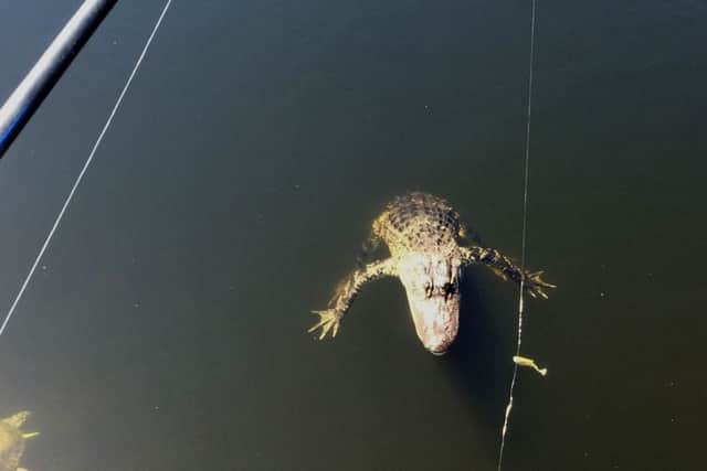 Scots angler Stephen McMillan struggled with the alligator after it snapped its jaws around his bait. Picture: SWNS
