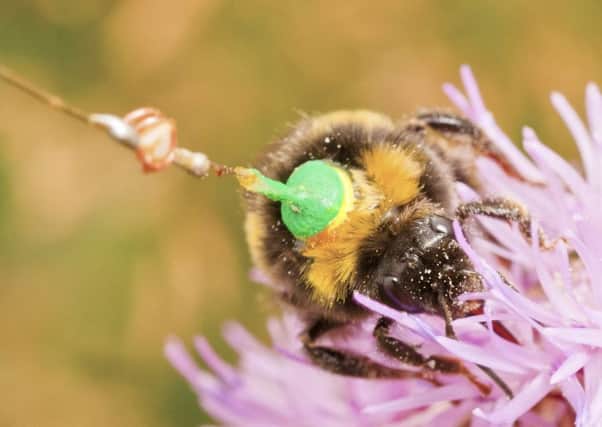 Tiny aerials allowed scientists to track the bees using radio signals. Picture: PA