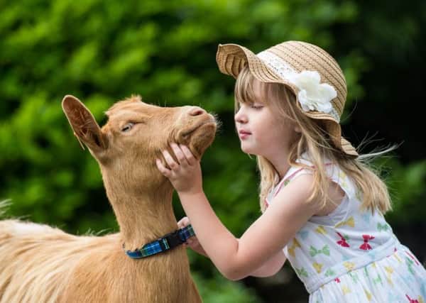 Ayra, the Golden Gurnsey goat, with Lucy Gibson, 4, from Denny. Picture. Ian Georgeson