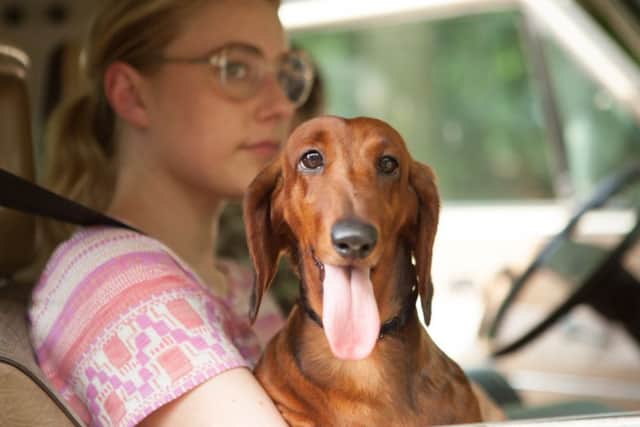 Weiner-Dog. Picture: Contributed