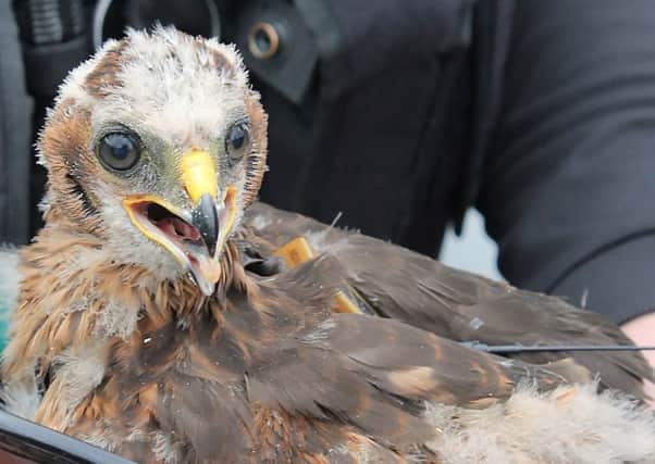 Tagging of hen harrier chicks is underway in Argyll. Picture: Contributed