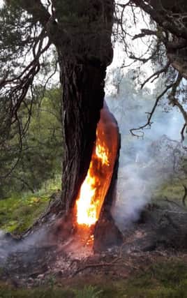 An ancient Scots Pine on the Rothiemurchus Forest estate in the Highlands has been destroyed by campers who were trying to start a fire. Picture: Centre Press