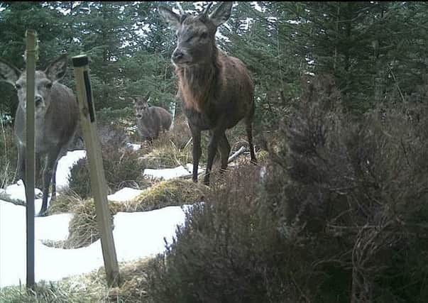 Red deer caught on the camera. Picture: Saltire News