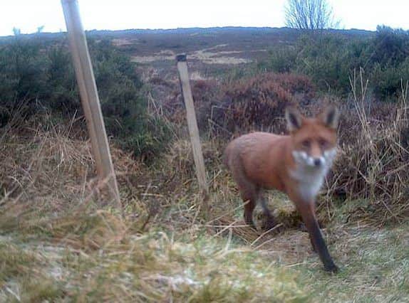 A fox spotted on the motion sensor cameras. Picture: Saltire News and Sport