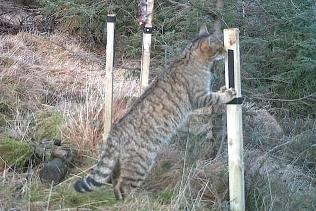 A wildcat spotted on the motion sensor cameras. Picture: Saltire News and Sport