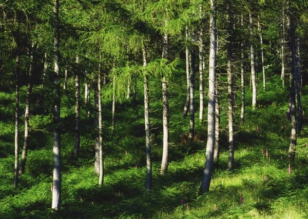 People are putting more carbon dioxide emissions into the atmosphere than the forests and oceans can absorb. Picture: PA