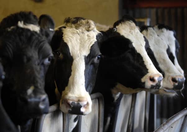 Profits for dairy farmers could fall further this year. Picture: Ian Rutherford